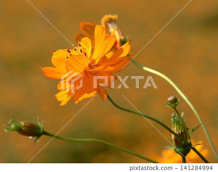 黃波斯菊 黃波斯菊 141284994