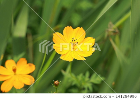 黃波斯菊 黃波斯菊 141284996