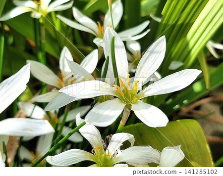 Zephyranthes in full bloom Zephyranthes in full bloom 141285102