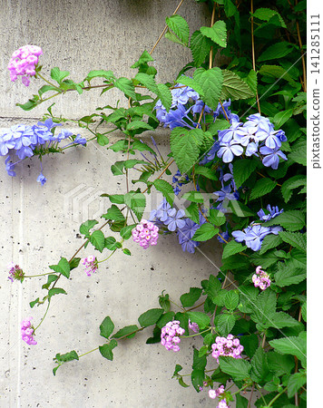 Lantana in full bloom 141285111