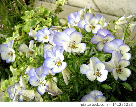 Viola in full bloom 141285258