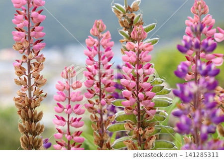 Lupin Hill in Urakawa Town Lupin Hill in Urakawa Town 141285311