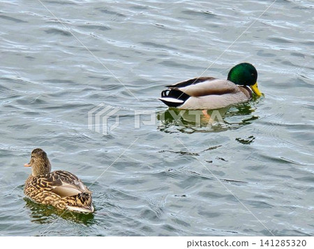 A male and female mallard duck swimming gracefully in the park pond. A male and female mallard duck swimming gracefully in the park pond. 141285320