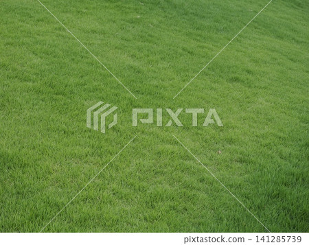 Bright green grass 141285739
