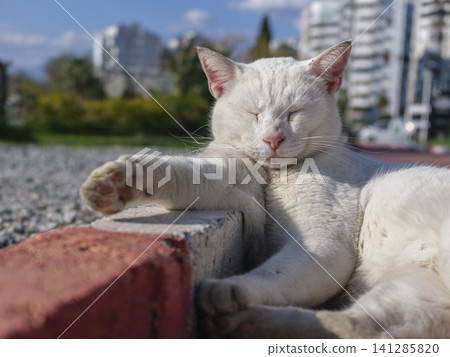 White stray cat sleeping on pavement on a sunny day White stray cat sleeping on pavement on a sunny day 141285820