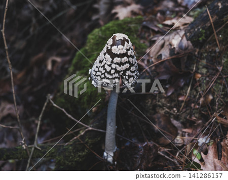 Wild mushroom growing in woodland soil Wild mushroom growing in woodland soil 141286157