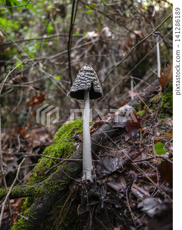Wild mushroom growing in woodland soil Wild mushroom growing in woodland soil 141286189