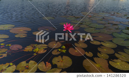 pink lotus in pond pink lotus in pond 141286320