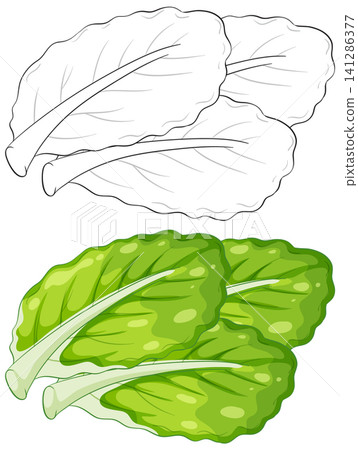 Fresh Green Lettuce Leaves Vector Illustration and Line Art Set Fresh Green Lettuce Leaves Vector Illustration and Line Art Set 141286377