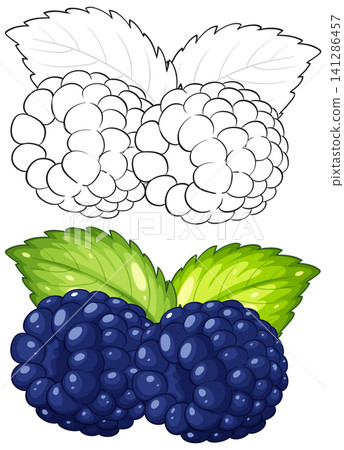 Vector Illustration of Fresh Blackberries and Mint Leaves with Outline Version Vector Illustration of Fresh Blackberries and Mint Leaves with Outline Version 141286457