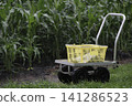 A cornfield in the rain and a harvesting cart. 141286523