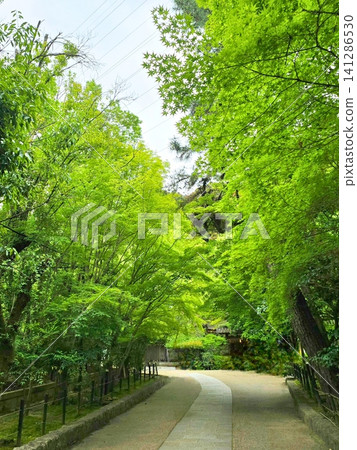 Promenade wrapped in fresh green Promenade wrapped in fresh green 141286530