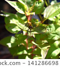 A yellow dragonfly perched on a plant 141286698