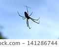 Blue sky and spiderweb: Silver orb-weaver spider 141286744