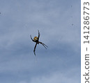Blue sky and spiderwebs; golden orb-weaver spider; black spider. 141286773