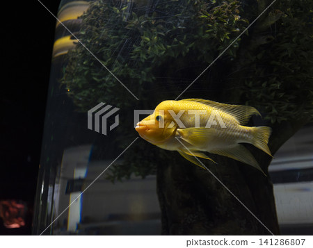 Exotic midas cichlid swimming in aquarium tank Exotic midas cichlid swimming in aquarium tank 141286807