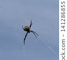 Blue sky and spiderweb; golden orb-weaver spider; a large spider. 141286855