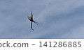 Blue sky and spiderweb; golden orb-weaver spider; a large spider. 141286885