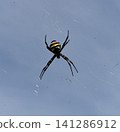 Blue sky and spiderweb; golden orb-weaver spider; a large spider. 141286912