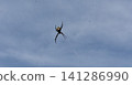 Blue sky and spiderwebs; a large spider; a golden orb-weaver spider. 141286990