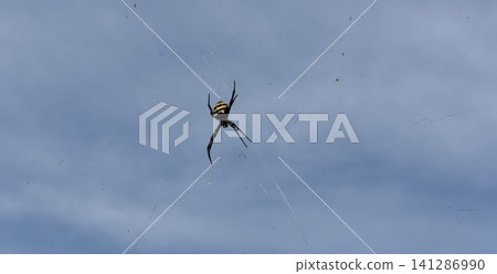 Blue sky and spiderwebs; a large spider; a golden orb-weaver spider. Blue sky and spiderwebs; a large spider; a golden orb-weaver spider. 141286990