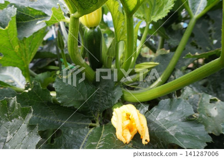 zucchini zucchini 141287006