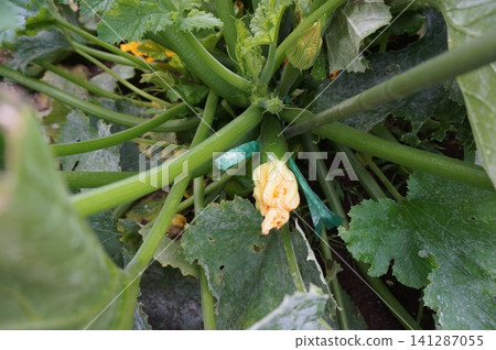 zucchini zucchini 141287055