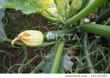 zucchini zucchini 141287065