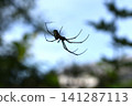 A silver orb-weaver spider perched on a spiderweb 141287113
