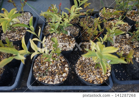 blueberry cuttings 141287268