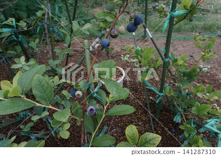 blueberry blueberry 141287310