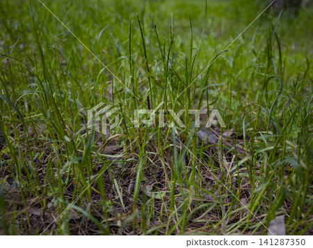 Close-up of beautiful green grass in nature Close-up of beautiful green grass in nature 141287350