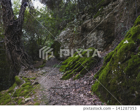 Beautiful forest trail through lush woodland Beautiful forest trail through lush woodland 141287353