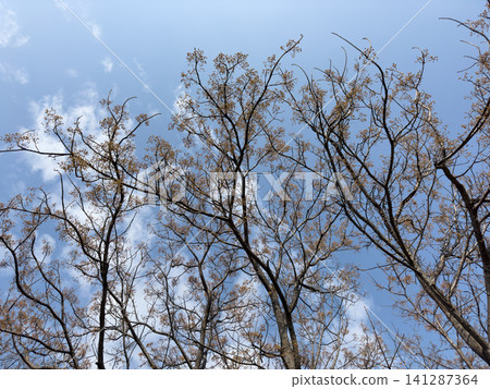 beautiful tree and sky background beautiful tree and sky background 141287364