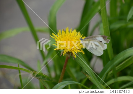 A cabbage white butterfly sipping nectar from a dandelion (Terasaka Rice Terraces / Yokose, Yokose-machi, Chichibu-gun) A cabbage white butterfly sipping nectar from a dandelion (Terasaka Rice Terraces / Yokose, Yokose-machi, Chichibu-gun) 141287423