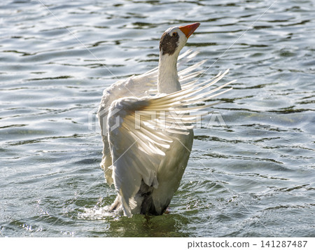 cute goose in the lake cute goose in the lake 141287487