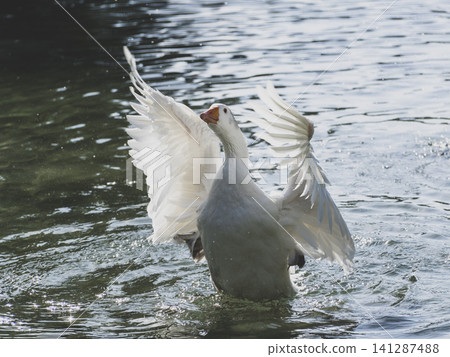 cute goose in the lake cute goose in the lake 141287488