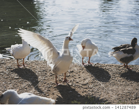 cute geese in the lake cute geese in the lake 141287489