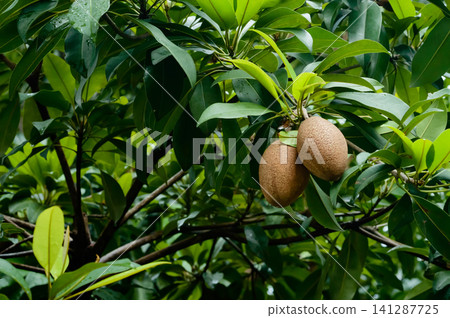 many sapodilla fruits on their tree that almost ready to be picked. many sapodilla fruits on their tree that almost ready to be picked. 141287725
