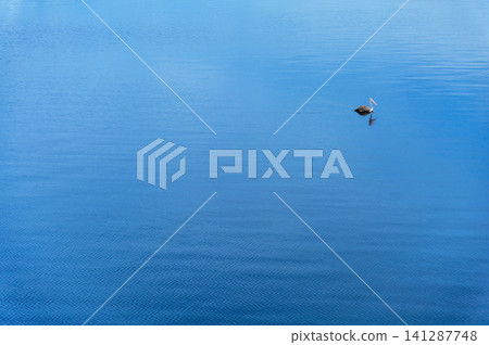 a pelican swim along in a big lake a pelican swim along in a big lake 141287748