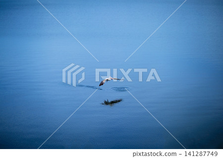 pelican landing on lake's surface pelican landing on lake's surface 141287749