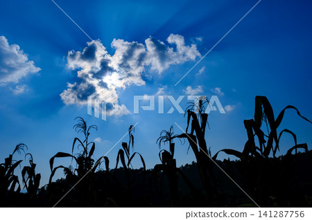 silhouette rice field crops with blue sky and sun ray from cloud silhouette rice field crops with blue sky and sun ray from cloud 141287756