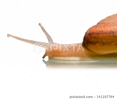 small snail walk slowly on white background small snail walk slowly on white background 141287764