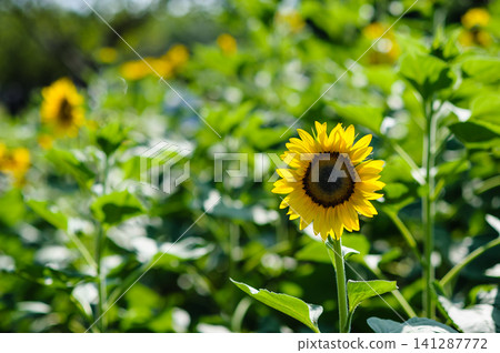 big blooming yellow sunflower with many seeds in nature crop field big blooming yellow sunflower with many seeds in nature crop field 141287772