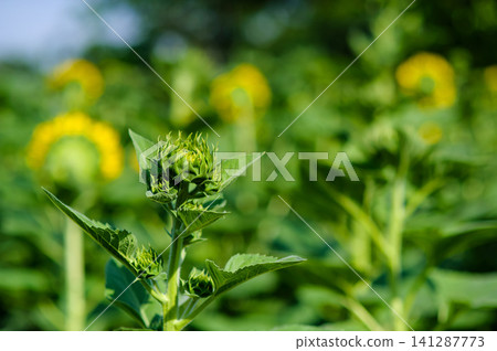 big blooming yellow sunflower with many seeds in nature crop field big blooming yellow sunflower with many seeds in nature crop field 141287773