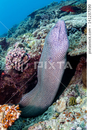 False rainbow trout False rainbow trout 141287890