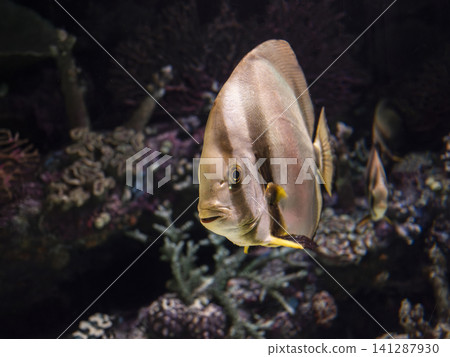 Exotic pinnate batfish swimming in aquarium tank Exotic pinnate batfish swimming in aquarium tank 141287930