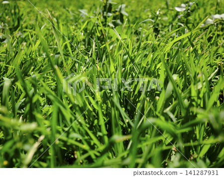 Close-up of beautiful green grass in nature Close-up of beautiful green grass in nature 141287931