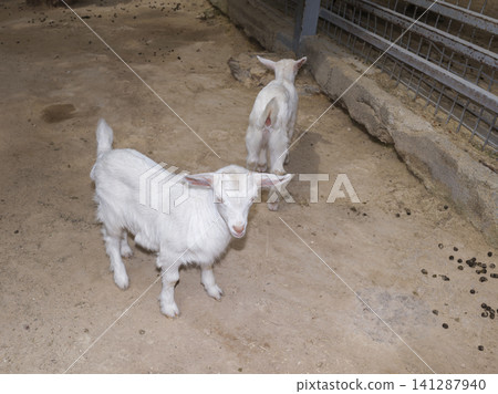 Scenic farm portrait of a cute white goat Scenic farm portrait of a cute white goat 141287940