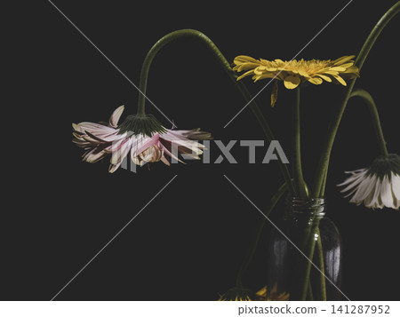 beautiful flowers in front of black background beautiful flowers in front of black background 141287952
